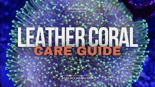 Leather Coral in Your Reef Aquarium: Tips and Tricks