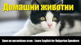 Learn English for Bulgarian Speakers, Vocabulary, Domestic animals