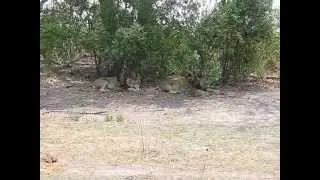 Two male lions in the Okavango Delta, Botswana