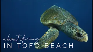 About the Diving in Tofo Beach w/ Mozambique Experience.