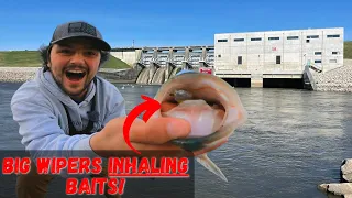 Fishing for BIG WIPERS below a Giant Dam!