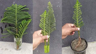 How to grow a christmass tree at home. Christmass tree propagation/Grow Pine tree cuttings at home