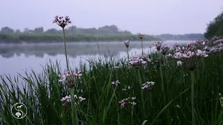 1 hour Beautiful sounds of the river and nature and birdsong. 4K Morning mist over the water. Relax