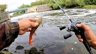 Weir Pool Pike fishing