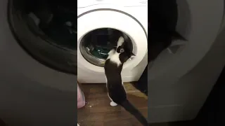 Cat Scratches Washing Machine Glass While Clothes Whirl Inside It - 1198827