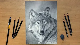 Graphite Pencil Drawing of a Wolf