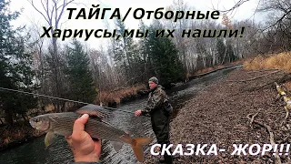 Рыбалка на Крупного ХАРИУСА в ТАЙГЕ/Осенью/Отрыв по КРУПНЯКУ/По КАНУ и назад 8км. Кардон БУРОГО.