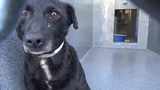 He is stray dog, non stop shaking in fear & sadness, hide in the corner of shelter waiting for help!