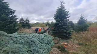 Manitou loading Christmas trees off the forest