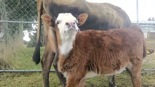 Hungry Calf Finds Suckle Comfort 2021