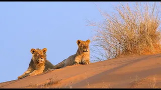 Lion Pride Documentary - The Realm of the Desert Lion | Namibia Safari Full HD