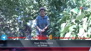 Qishloq ayolining bir kuniga nazar (Bo'zatov tumani)