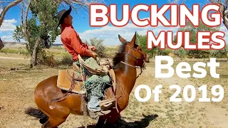 The Best of 2019: Bucking Mules, Wild Cattle and Fast Horses