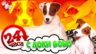 24 часа с ЛОКИ БОБО 🐾 Говорящая собака Локи Бобо 🐾 Влог - 6 серия