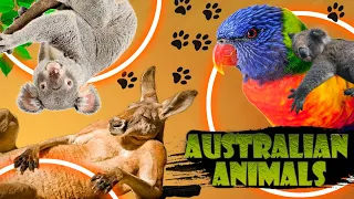 12 wild Animals of Australia you should know about. Animal names and sounds. Fun facts