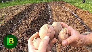 DOUBLE THE YIELD OF POTATO. Don't plant potatoes in the ground before doing this