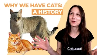 How We Domesticated Cats (They Domesticated Us?!)
