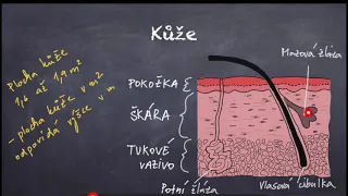 Kůže