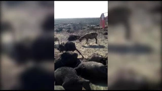 ЧП со сгоревшим пастухом в Костанайской области: начато расследование