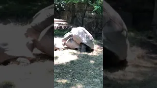 Giant Turtles Mating at St Louis Zoo 6/23/20