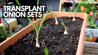 Transplanting Onion Sets Started Indoors Into Outside Containers | Balconia Garden