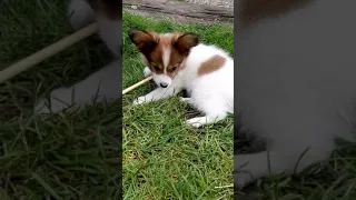 Max the Papillon puppy 9,5 weeks old