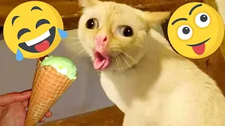 New Funny Videos 2023 😍 Cutest Cats and Dogs 🐱🐶 Part 1!  https://youtu.be/-CW_TQ4lJmM