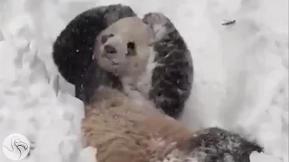 Panda Sees Snow And Completely Loses His Sh*t