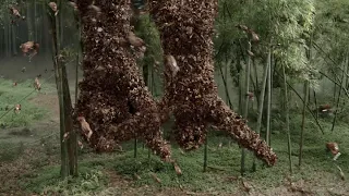两小伙误踩陷阱被吊到了树上，毒蜂袭来，把他们啃得只剩骨头！ 【嗜血狂蜂 The Bloodthirsty Bees】| 动作/灾难  | 经典大本营