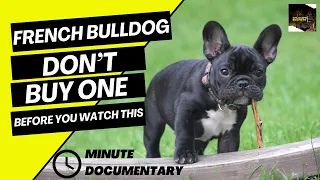 French Bulldog | 🐶 You Should Watch This Before You Make A Mistake!!! 🫣