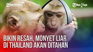Konflik Manusia Melawan Monyet Liar di Thailand