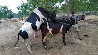 Successful Cow mating Style 2021