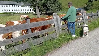 Serenading the cows