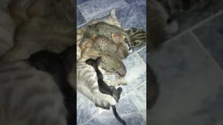 Mom CAT feeding 05 orphan kittens with her own kitties