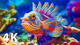 Аквариум 4K ВИДЕО (ULTRA HD) 🐠 Красивые коралловые рифовые рыбки – Мирная музыка №5