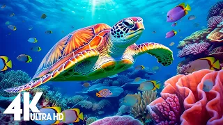 11 HRS of 4K Turtle Paradise - Undersea Nature Relaxation Film + Piano Relaxing Music