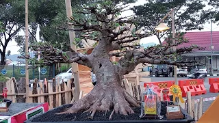 pameran bonsai nasional Wonogiri 2024 kelas prospek