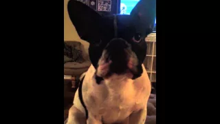 French Bulldog talking to momma