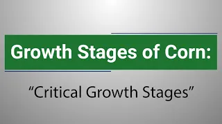 Growth Stages of Corn: Critical Growth Stages