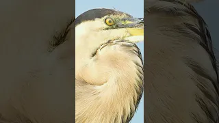 Dancing eye #wildlife #birds #bird #greatblueheron #birdeye #eyes #heron #feathers