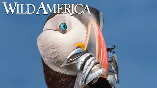 Wild America | S2 E1 The Bill Makes The Bird | Full Episode HD