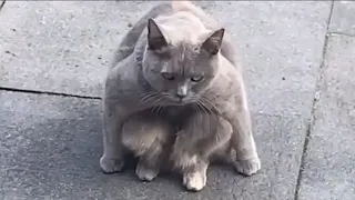 CAT MEMES COMPILATION V03