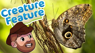 Owl Butterflies are the Spookiest | Creature Feature