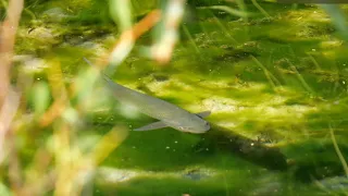 Fly Fishing Heaven (New Zealand - Episode 4)