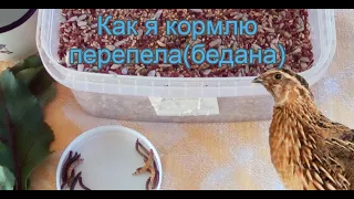 Как я кормлю перепёлок (бедана).  How I feed quail (bedana).