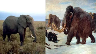 Woolly Mammoths and Modern Elephants: A Comparison