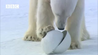 Very funny - Polar Bear wrecks Spy Cameras! - Polar Bear Spy on the Ice (David Tennant)