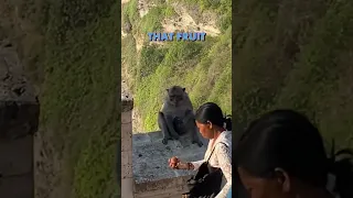 Monkeys in Bali stealing phones for fruit