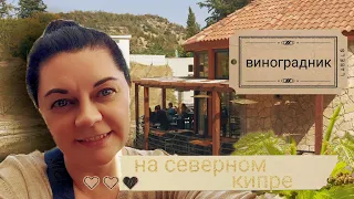 СЕВЕРНЫЙ КИПР Виноградник 🍇| Гостиница Gillham Vineyard рядом винодельня Etel Winery 🍷