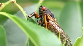 How much longer will those cicadas be sticking around for in Georgia